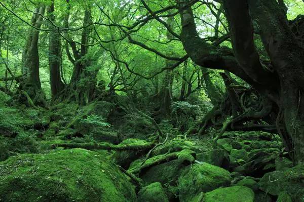 宫崎骏爷爷的作品有哪些美丽的取景地？