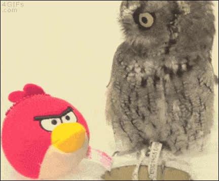 爆笑GIF：猫头鹰真是一种呆萌的生物！！！