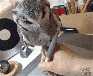 爆笑GIF：猫头鹰真是一种呆萌的生物！！！