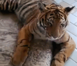 “我是老虎，向您呼救！”