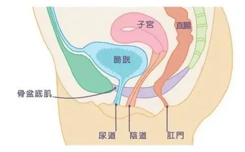 这个“一紧一松”小动作，男人做提高性能力，女人做防..松弛!夫妻同做，性生活更和谐