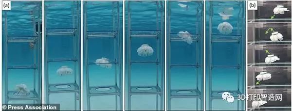 3D打印的水母机器人用于监控脆弱的珊瑚礁