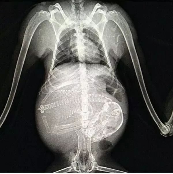 怀孕的动物在X光下，居然是这样的，你肯定没见过！
