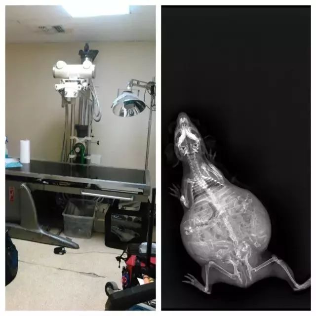 怀孕的动物在X光下，居然是这样的，你肯定没见过！