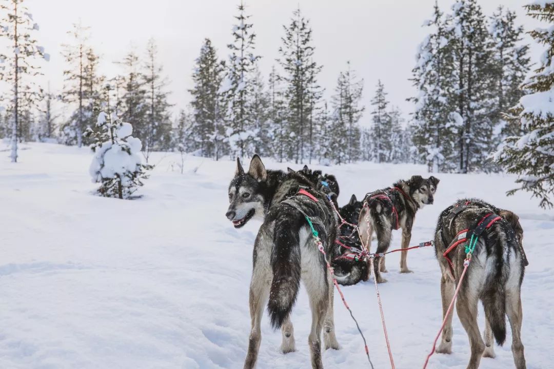 冬季在芬兰，有哪些美好邂逅？