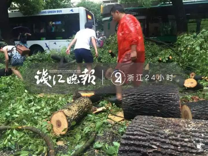 台风凶猛！杭城大树连根拔起，压到公交车！还有两个新台风接连生成