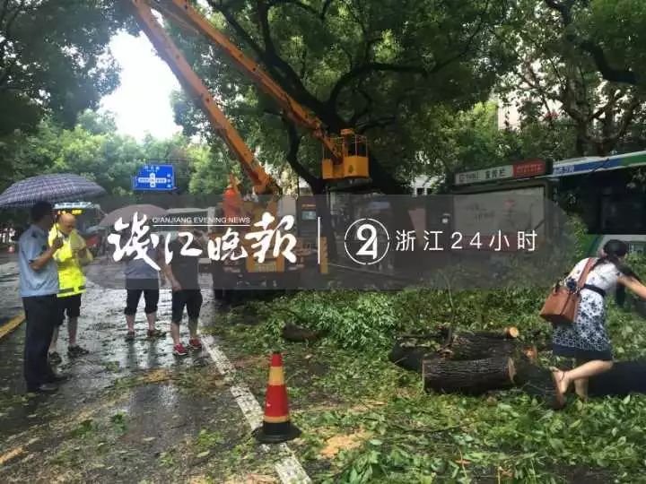 台风凶猛！杭城大树连根拔起，压到公交车！还有两个新台风接连生成