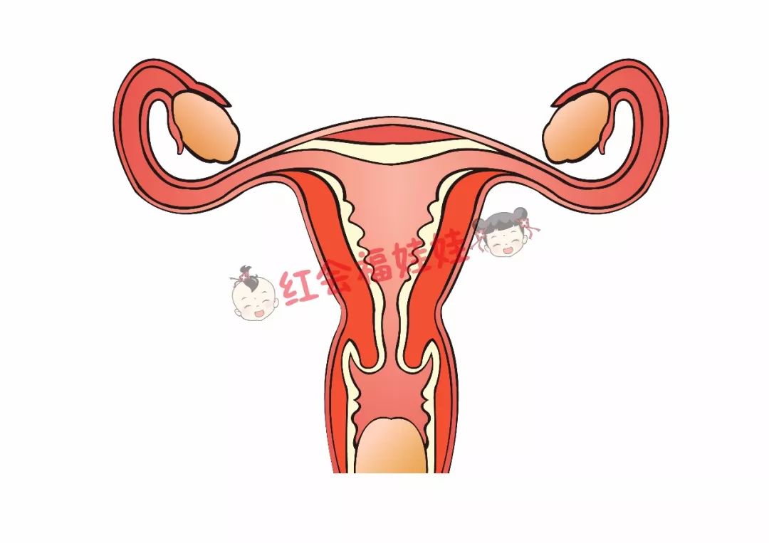 如何​科学保养子宫内膜~
