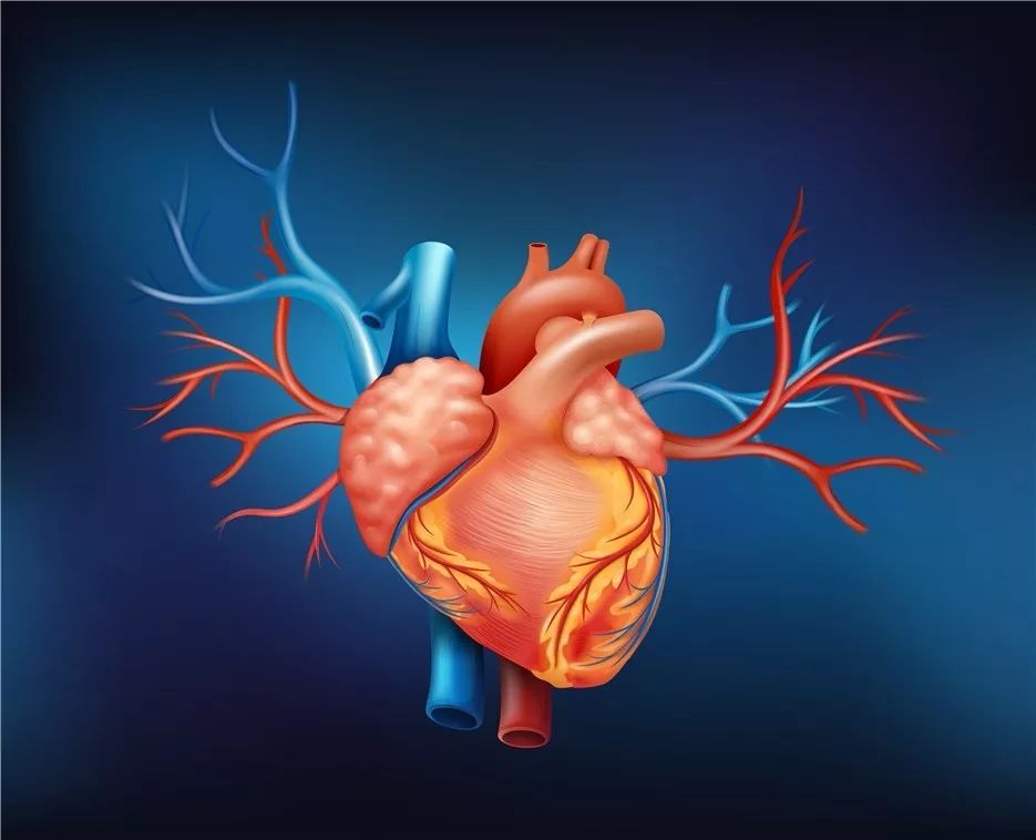 【Int J Cardiol】他汀类药物治疗可调节EAT的厚度和炎症分布