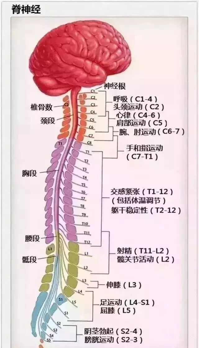 大多数慢性病都是脊柱非常引起的请引起正视