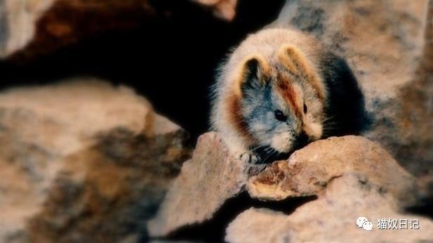 中国特有、极其濒危的萌兔子——伊犁鼠兔