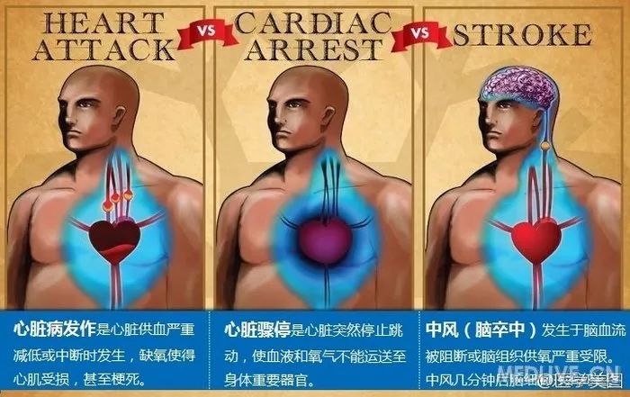 心血管系统知识汇总（图解版）