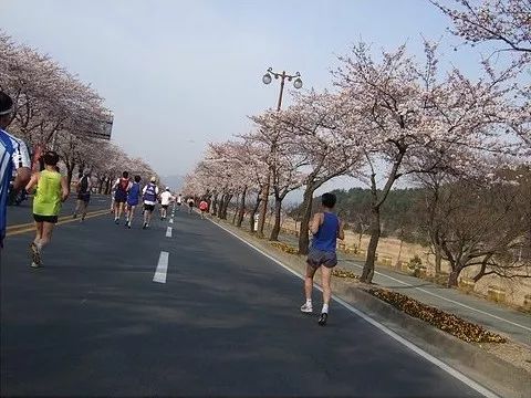 馬拉松賞櫻丨2019韓國炫動賞花季，時間地點都告訴你，再也不用擔心錯過花期了！
