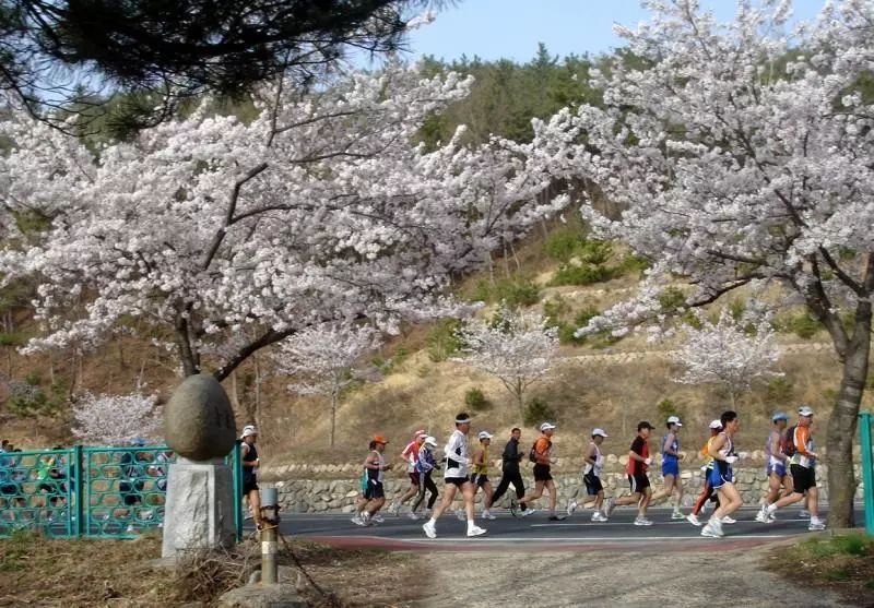 马拉松赏樱丨2019韩国炫动赏花季，时间地点都告诉你，再也不用担心错过花期了！