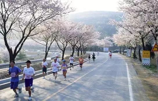 馬拉松賞櫻丨2019韓國炫動賞花季，時間地點都告訴你，再也不用擔心錯過花期了！