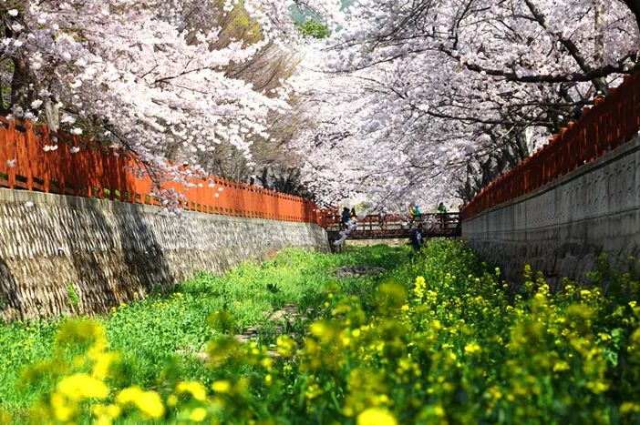 马拉松赏樱丨2019韩国炫动赏花季，时间地点都告诉你，再也不用担心错过花期了！