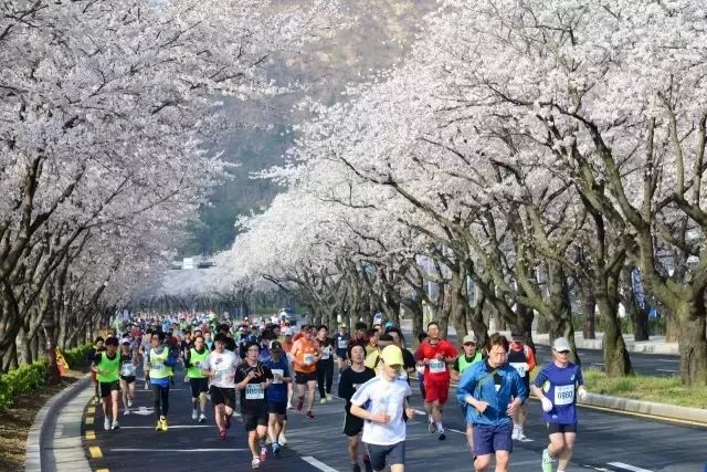 馬拉松賞櫻丨2019韓國炫動賞花季，時間地點都告訴你，再也不用擔心錯過花期了！