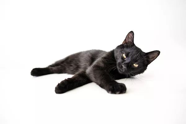 【睡前故事】虎斑猫和黑猫