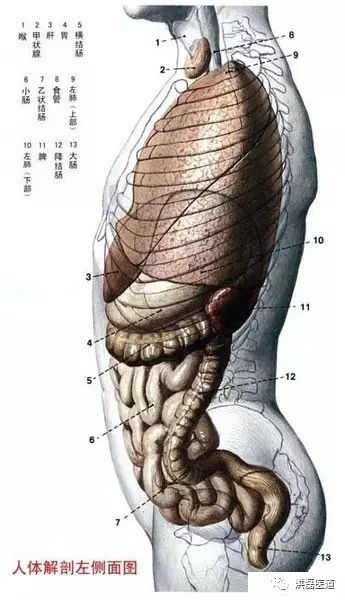 从头到脚了解人体，解剖图解(必须珍藏)