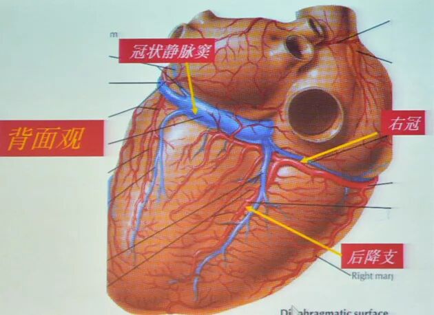 72右冠状动脉(rca)启齿于升自动脉右前方的右冠窦,供给右心房,右