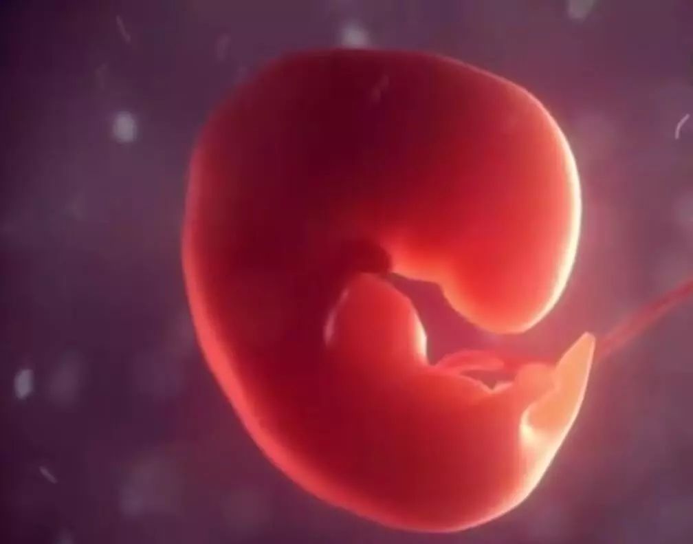迷路的胚胎——危险的子宫外孕