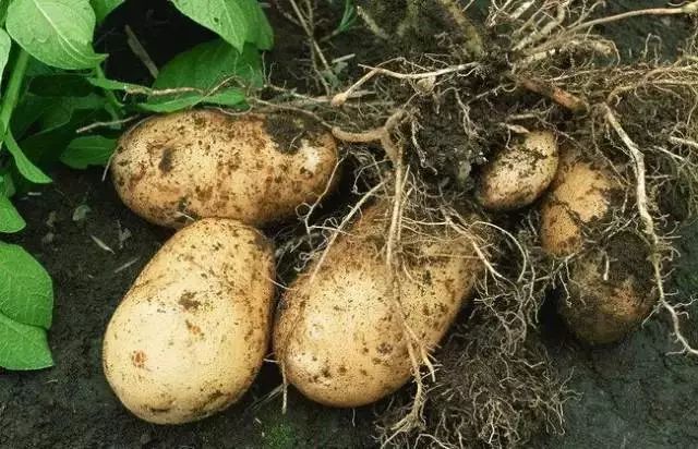 郭力话健康：土豆就是最好的药，关键看怎么吃