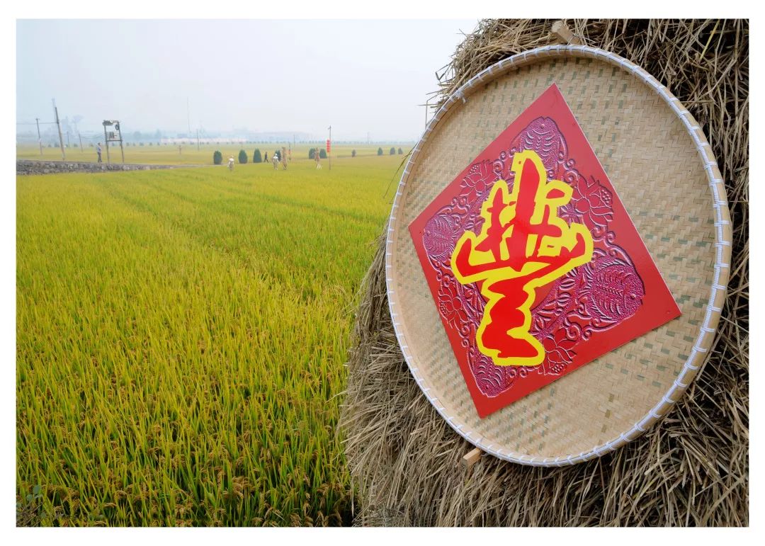 又美又近！朋友圈花式霸屏的杭州“网红”田园，看了第一个就想去