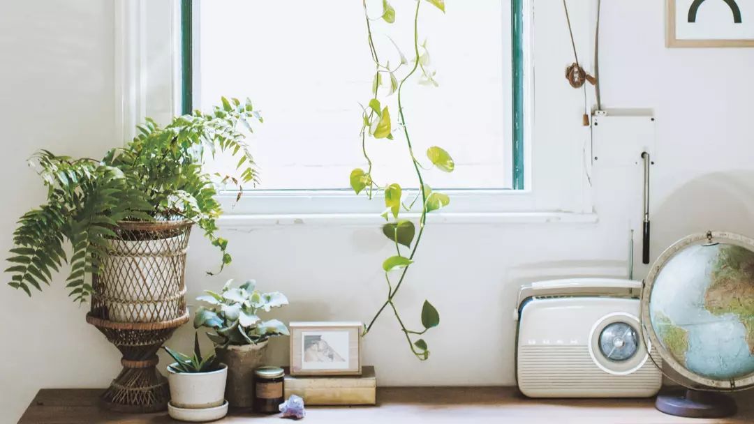 在城市里的小空间养护盆栽植物的7个技巧，让家里看起来靓丽清新