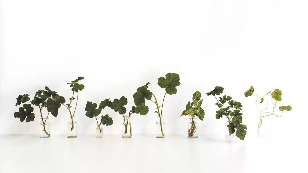 在城市里的小空间养护盆栽植物的7个技巧，让家里看起来靓丽清新