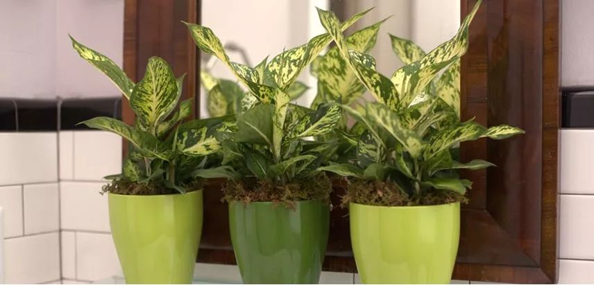 6种养在窗台上就能长得很好盆栽植物，养护难度特别低