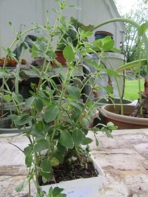 这些盆栽植物在家里长得特好，还能变成家里的蔬菜
