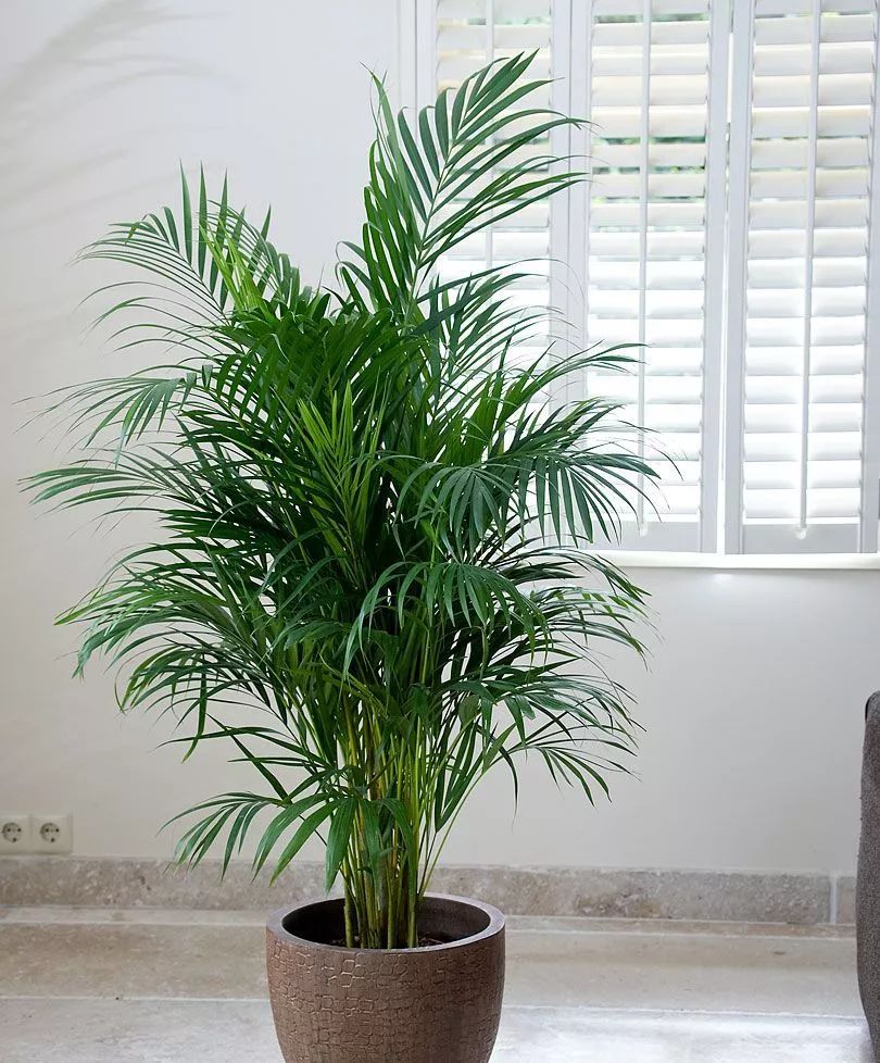 这三种盆栽植物对家里的空气有实质性的净化效果
