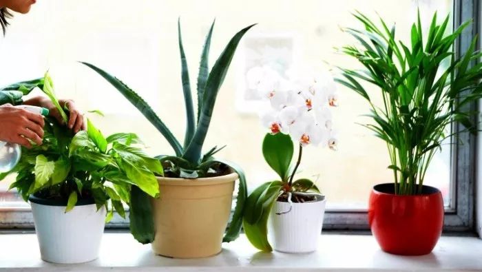 这三种盆栽植物对家里的空气有实质性的净化效果