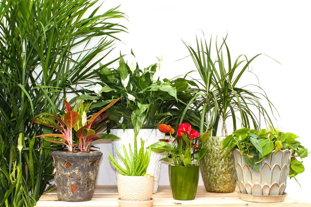 八种很容易养好的净化空气植物，放家里、办公室养着效果绝佳