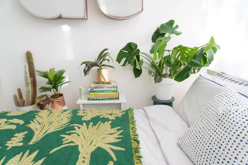 卧室适合养什么植物，哪些植物在晚上也能释放氧气？