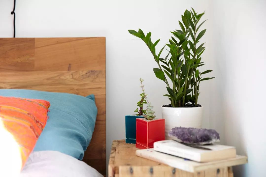 卧室适合养什么植物，哪些植物在晚上也能释放氧气？