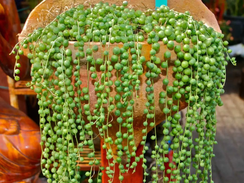 用这些技巧照顾珍珠吊兰，每年都能开出芬芳的精致小花