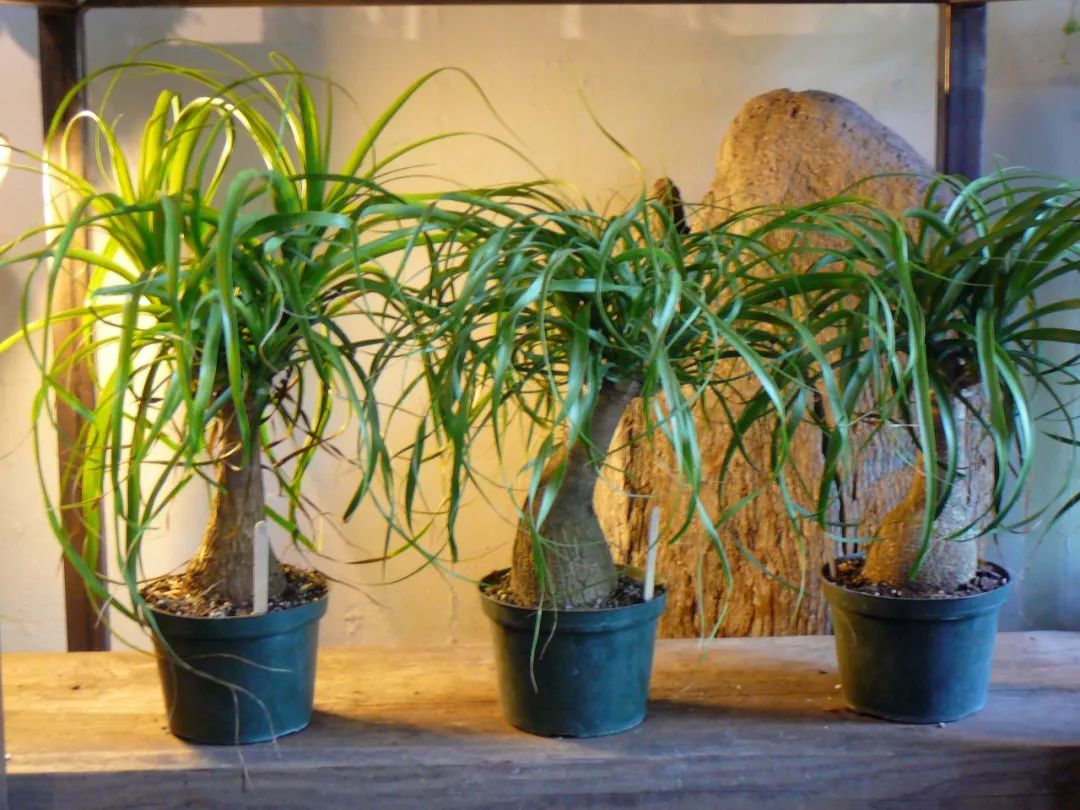 5种长相别致的室内耐旱盆栽，几个月都不用照顾的植物
