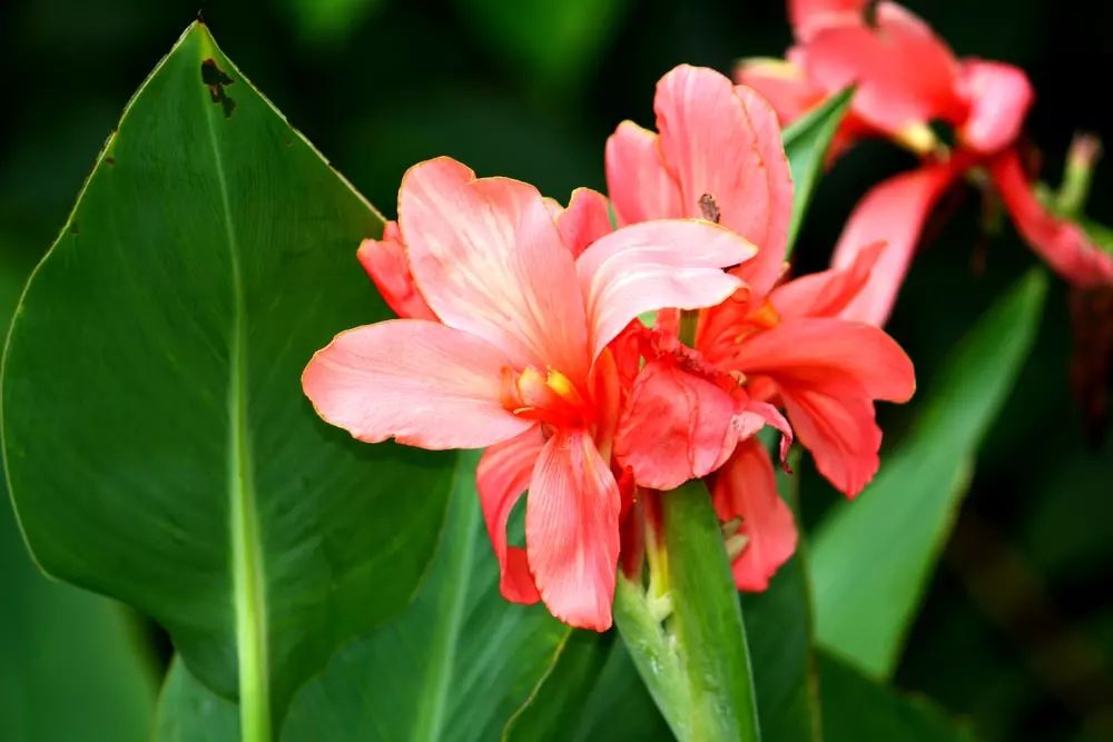 11种整个夏天绽放的开花植物，可以保持多年生长