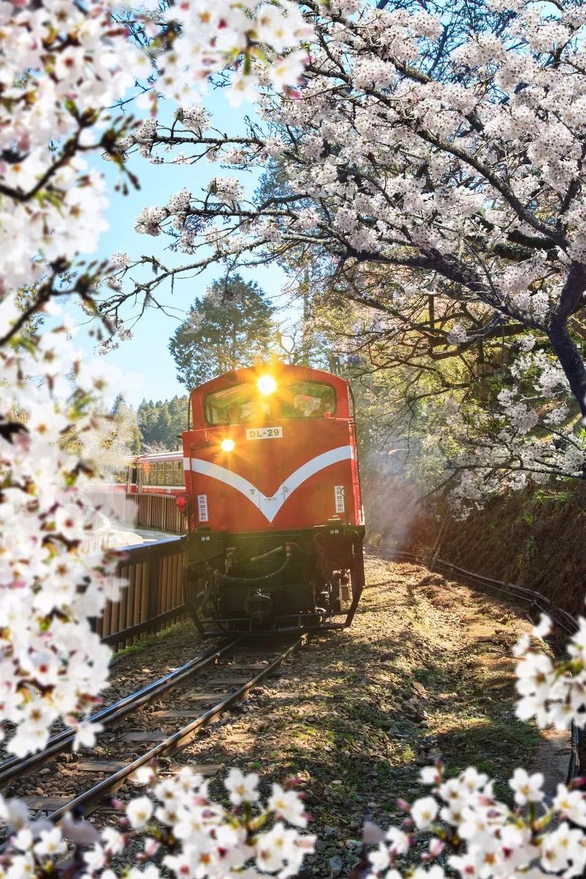 锦绣中华 | 这7个火车高铁直达的赏樱圣地，等你奔赴一场粉色的樱花盛宴！
