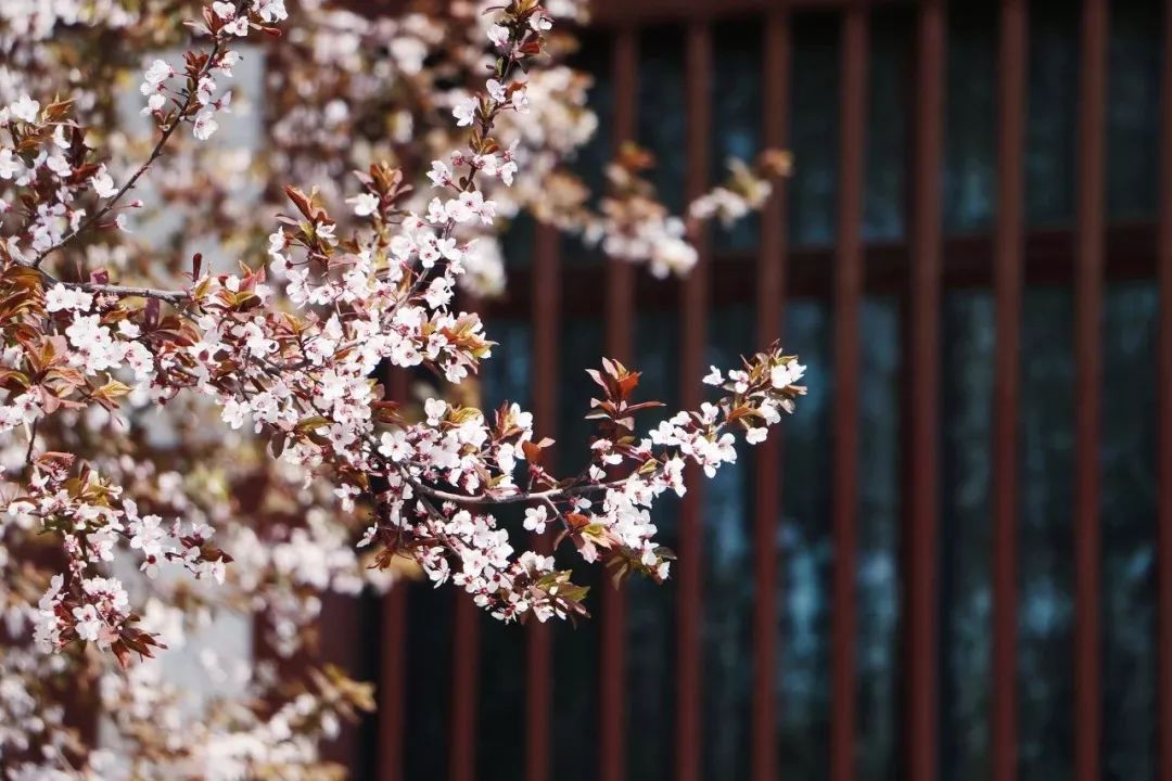 锦绣中华 | 这7个火车高铁直达的赏樱圣地，等你奔赴一场粉色的樱花盛宴！