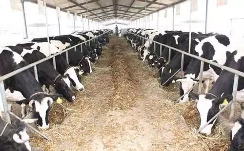 奶牛养殖寒冬：成本走高 原奶价逼近历史最低点