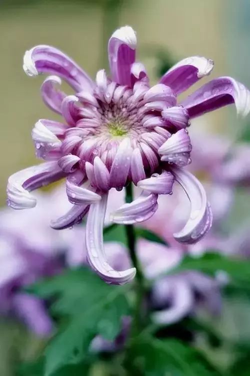 极品菊花，太美了！