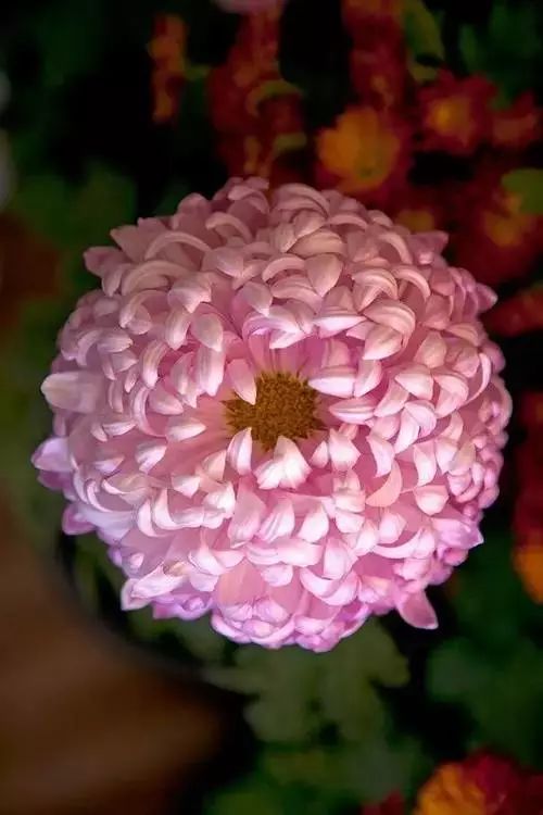 极品菊花，太美了！