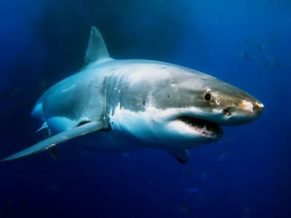 关于鲨鱼的13条科学知识
