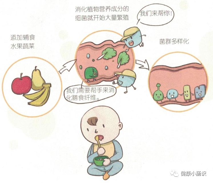 宝宝建立健康肠道菌群的四次机会，你知道吗？
