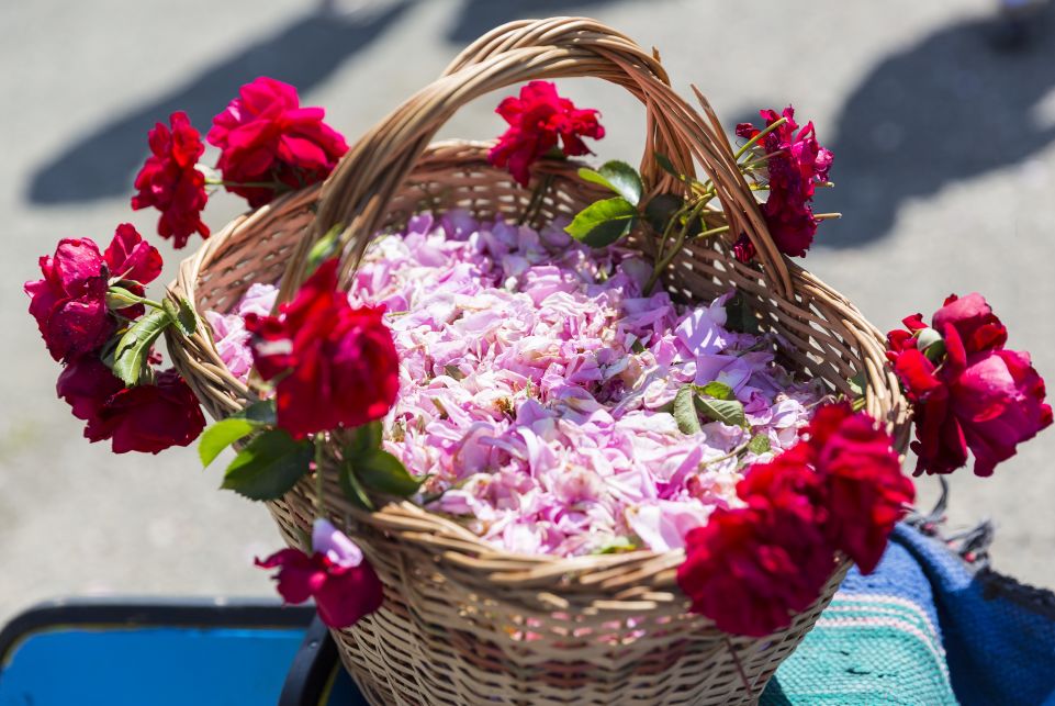 初夏即将变身玫瑰花海，还被评为欧洲消费水平最低旅游地！